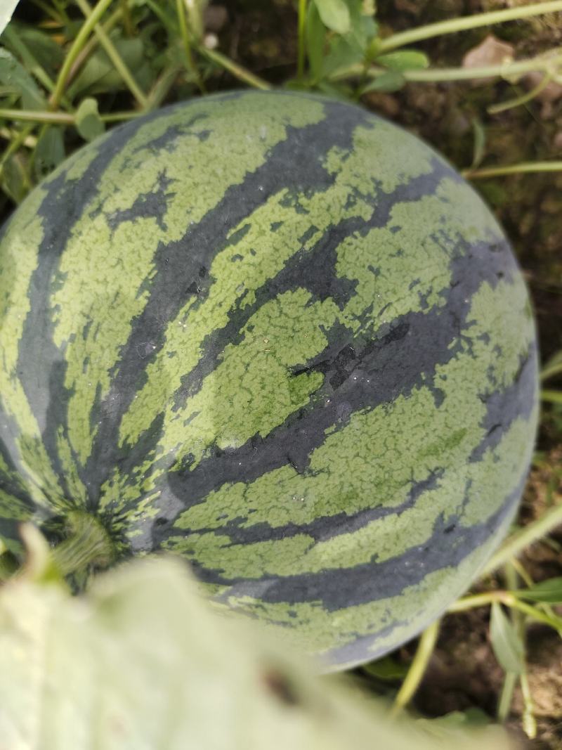 精品露天西瓜已上市，红蜜西瓜等，一手货源，保质保量
