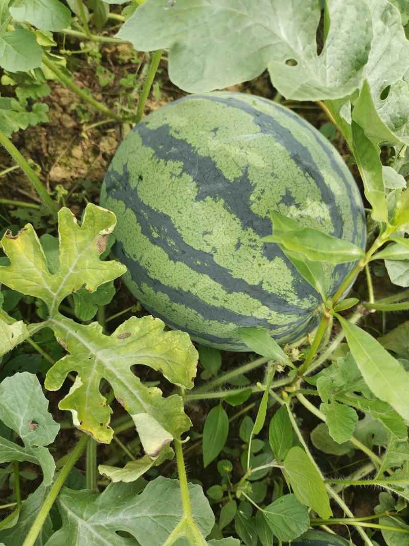 精品露天西瓜已上市，红蜜西瓜等，一手货源，保质保量