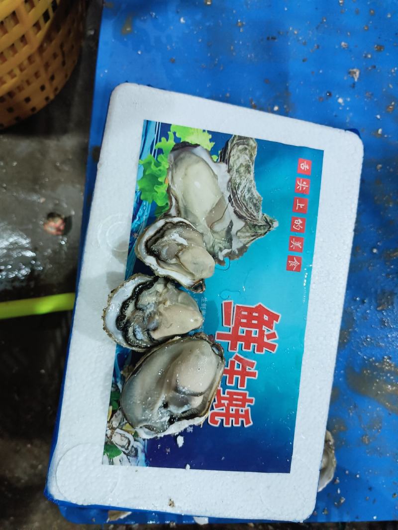 福建生蚝大包装小包装当天起水当天装车鲜活肥美全国发货