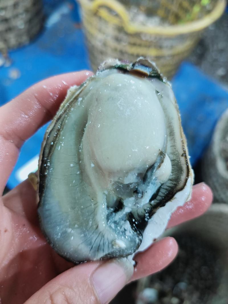 福建生蚝大包装小包装当天起水当天装车鲜活肥美全国发货