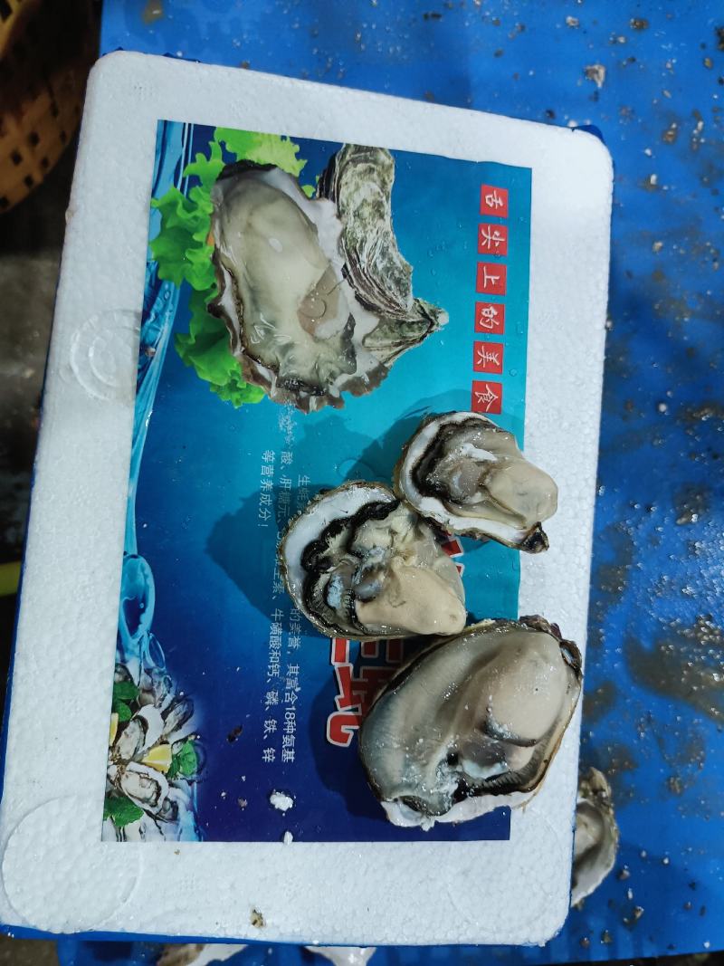 福建生蚝大包装小包装当天起水当天装车鲜活肥美全国发货