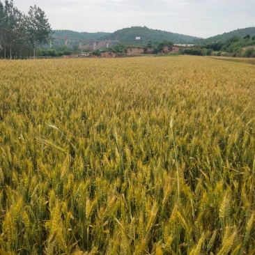 小麦