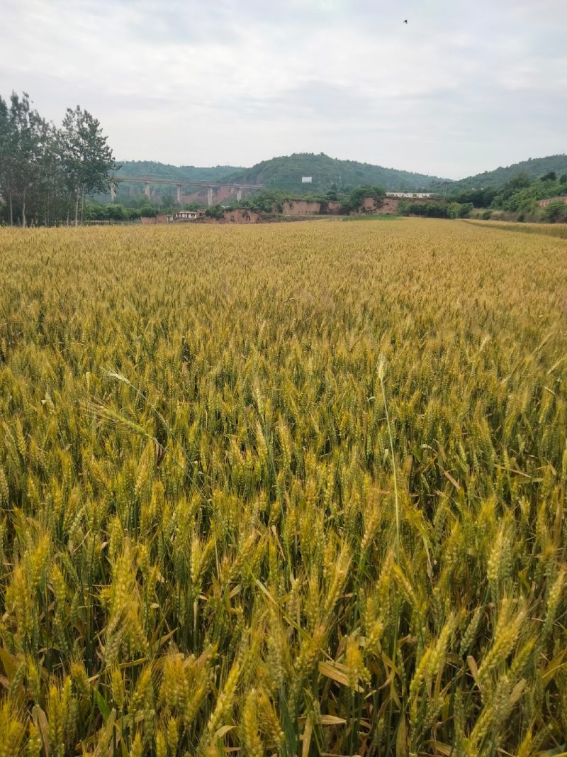 小麦