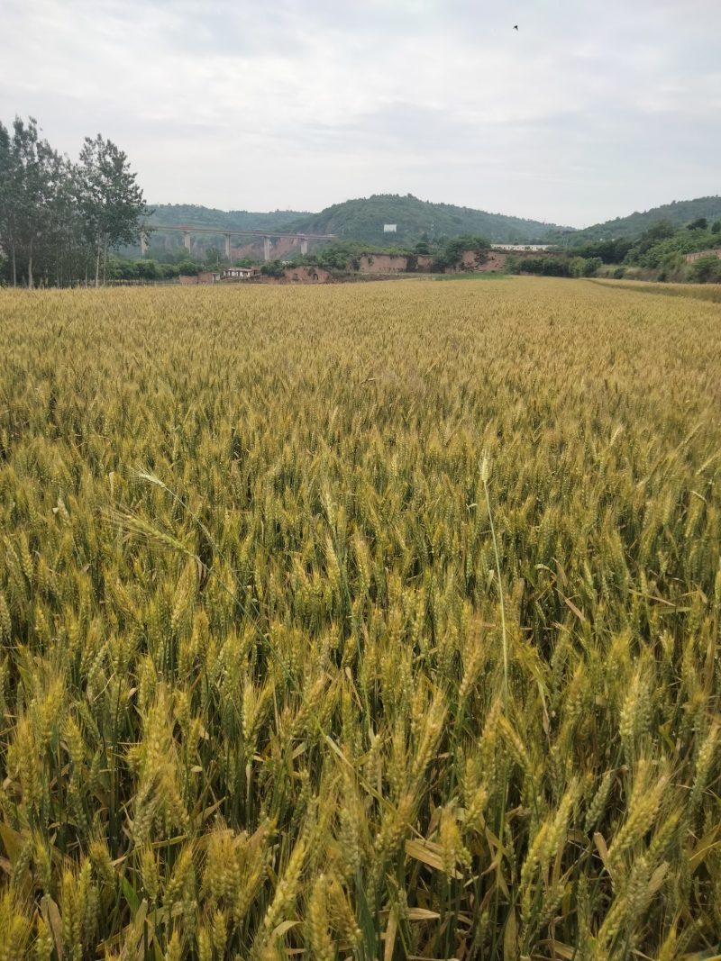 小麦