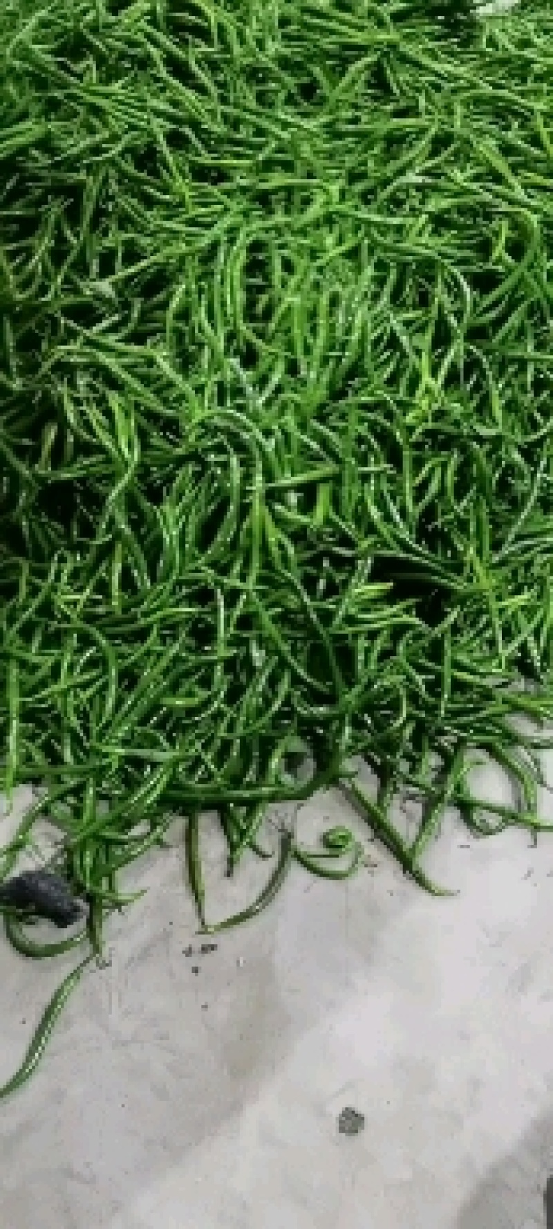 陕西螺丝，二荆条。超大301
