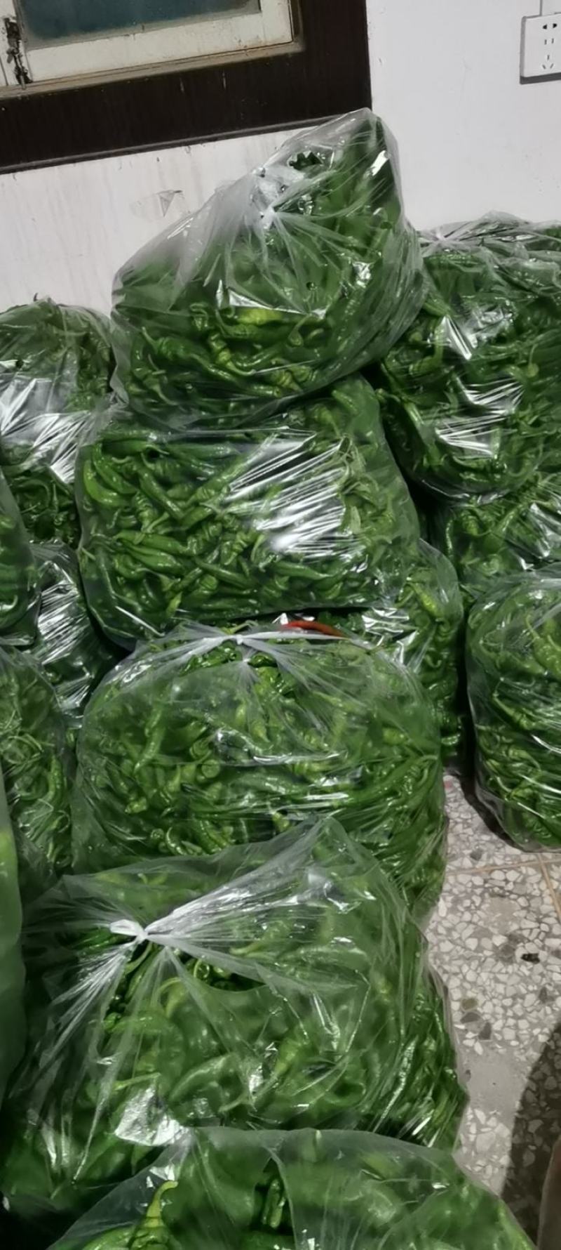陕西螺丝，二荆条。超大301