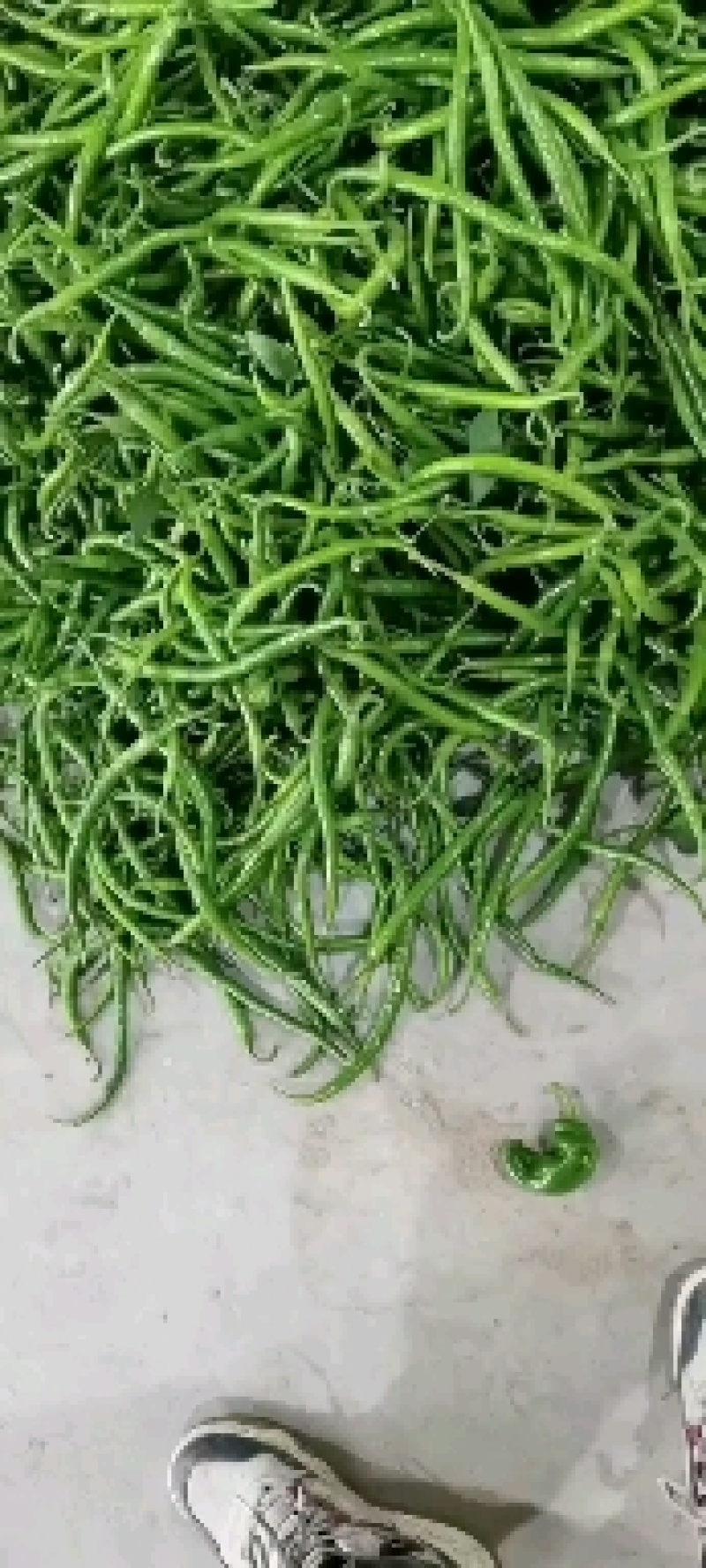 陕西螺丝，二荆条。超大301