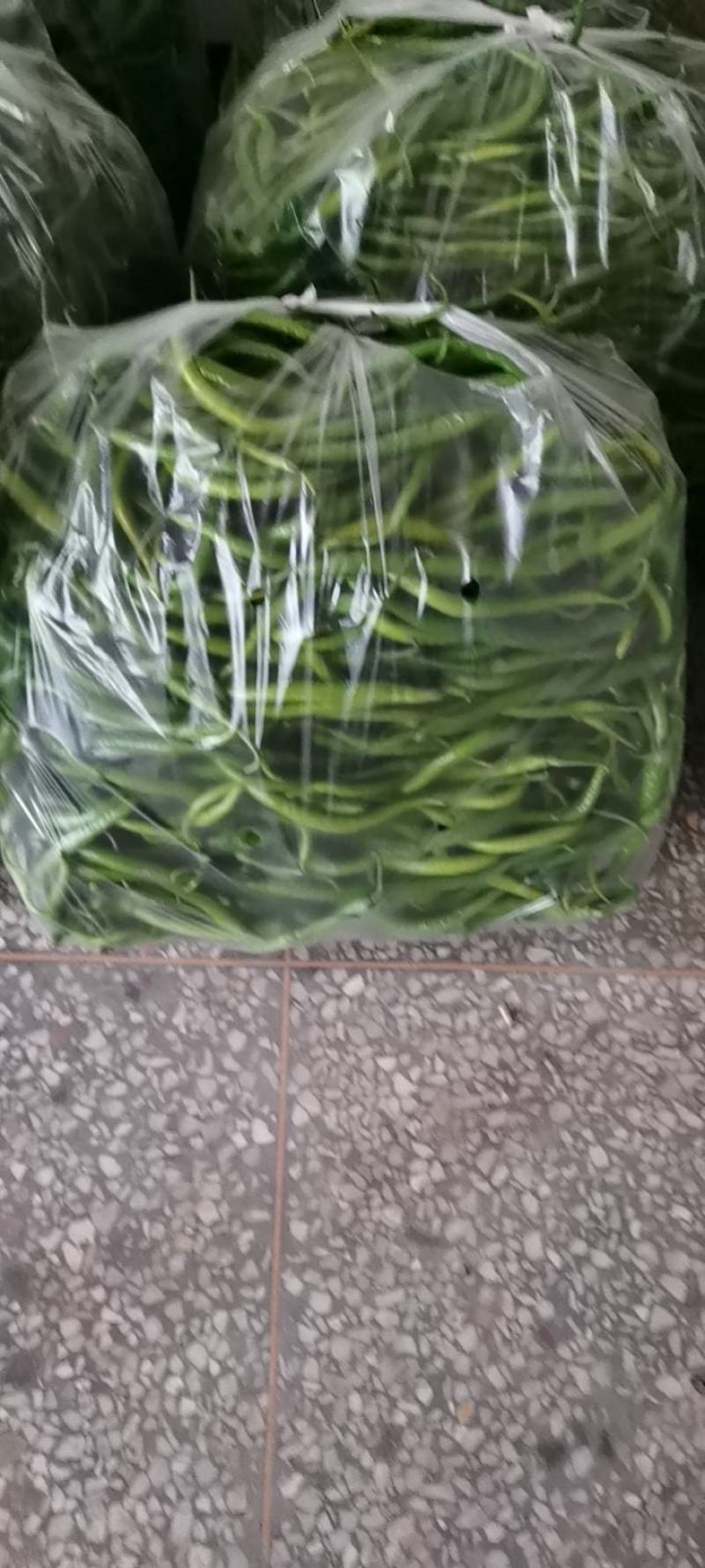 陕西螺丝，二荆条。超大301