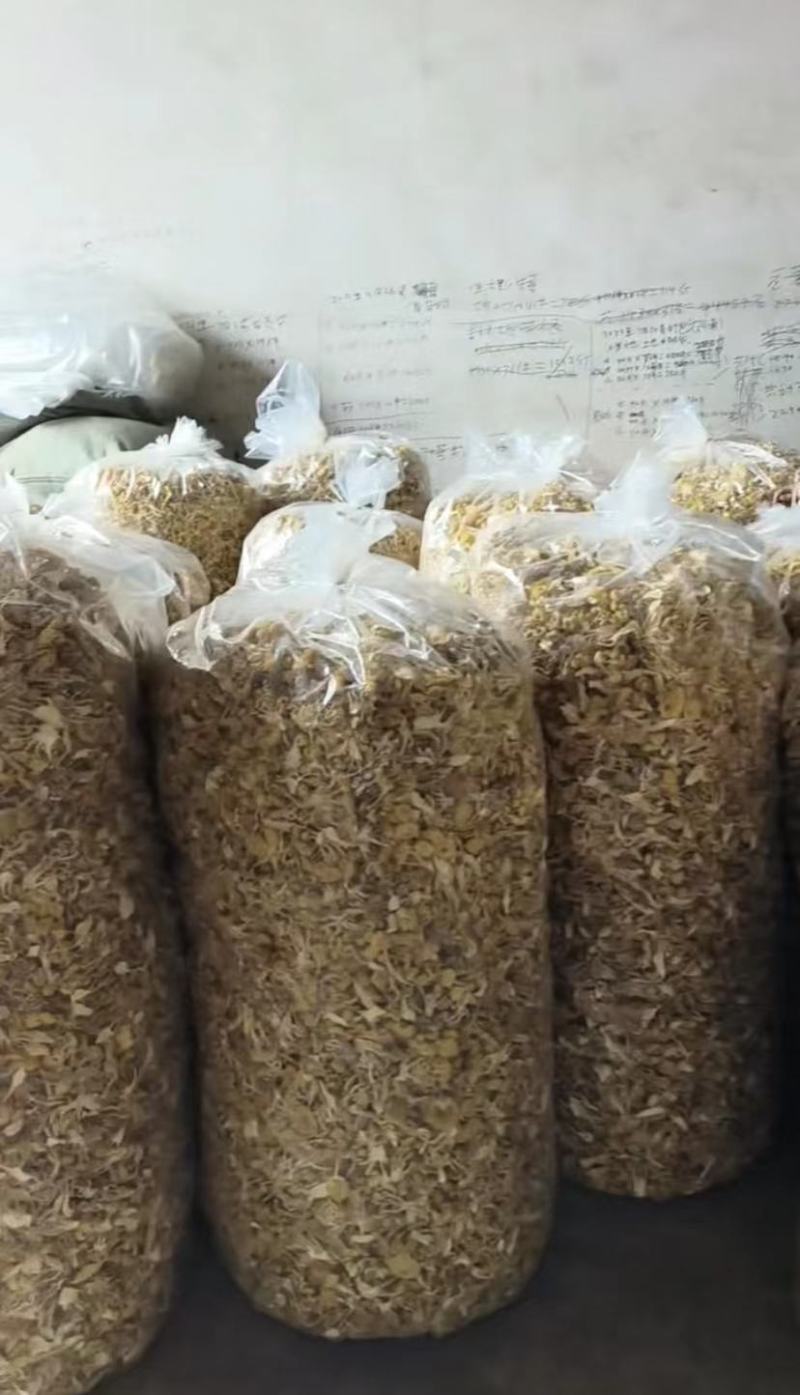 菌菇干货鸡油菌产地直销榆黄蘑单根蘑菇黄金菇2-3根批发
