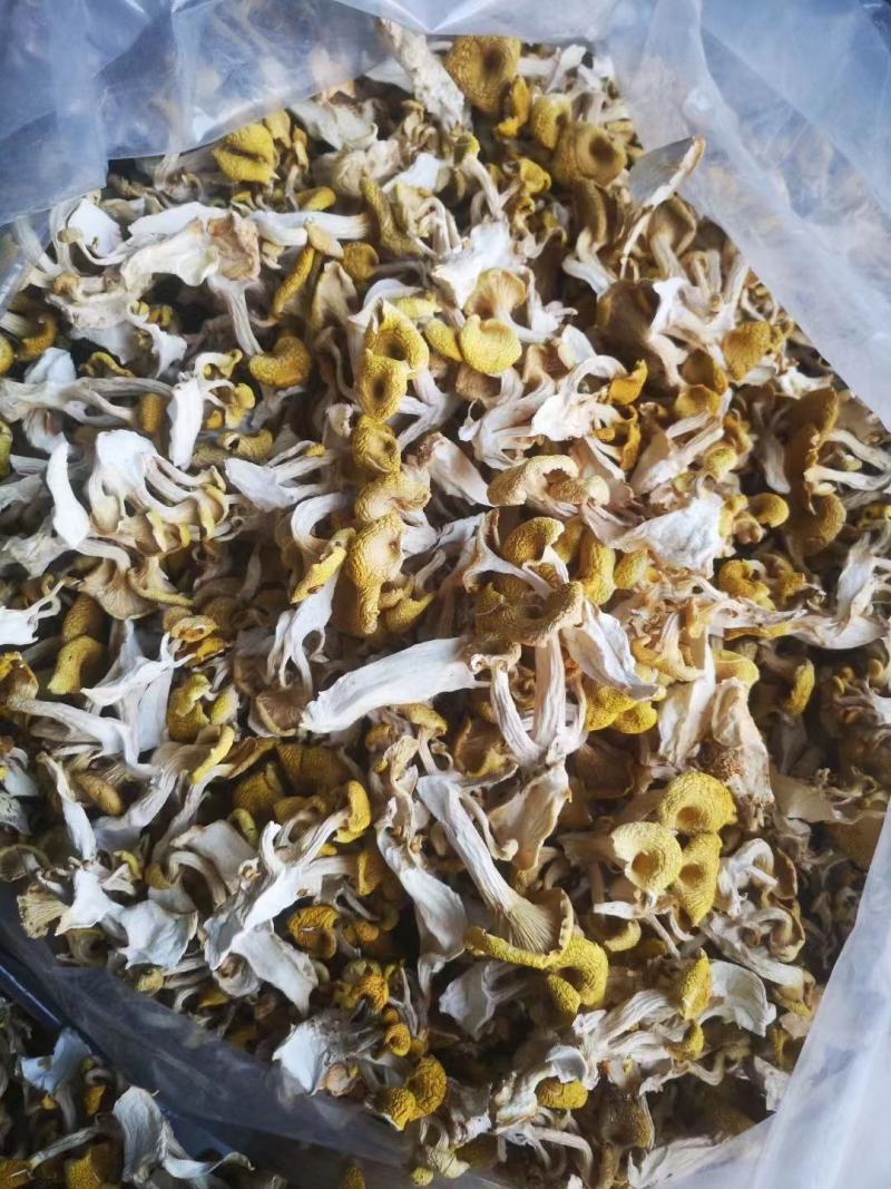 菌菇干货鸡油菌产地直销榆黄蘑单根蘑菇黄金菇2-3根批发