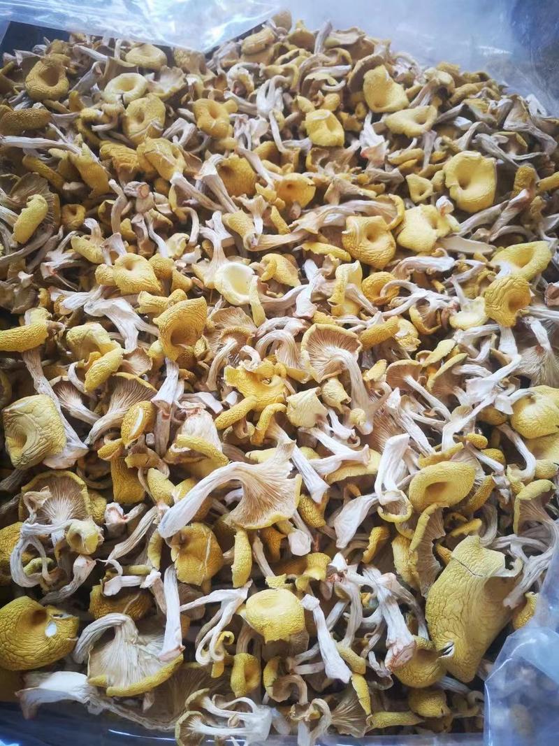 菌菇干货鸡油菌产地直销榆黄蘑单根蘑菇黄金菇2-3根批发