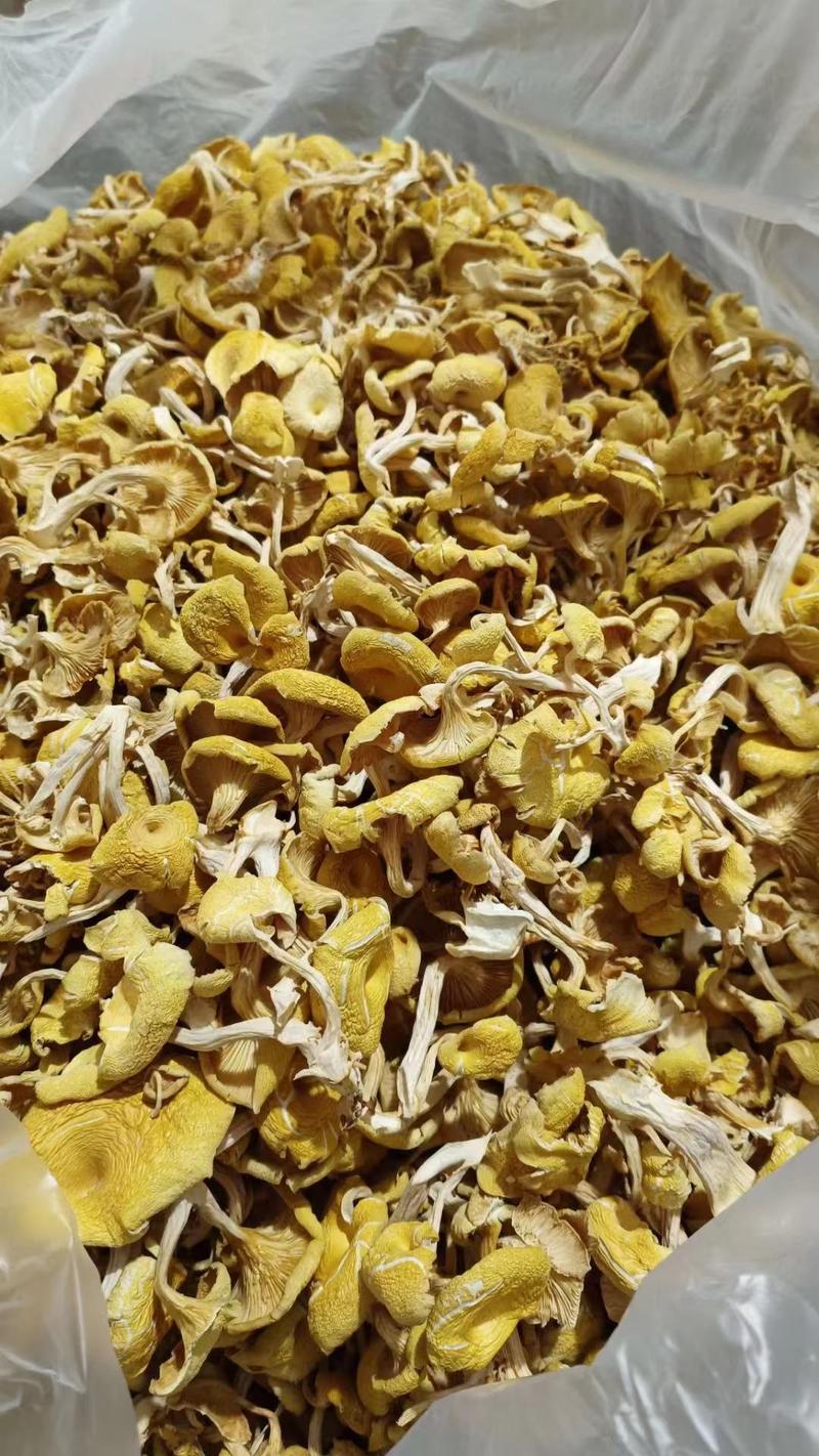 菌菇干货鸡油菌产地直销榆黄蘑单根蘑菇黄金菇2-3根批发