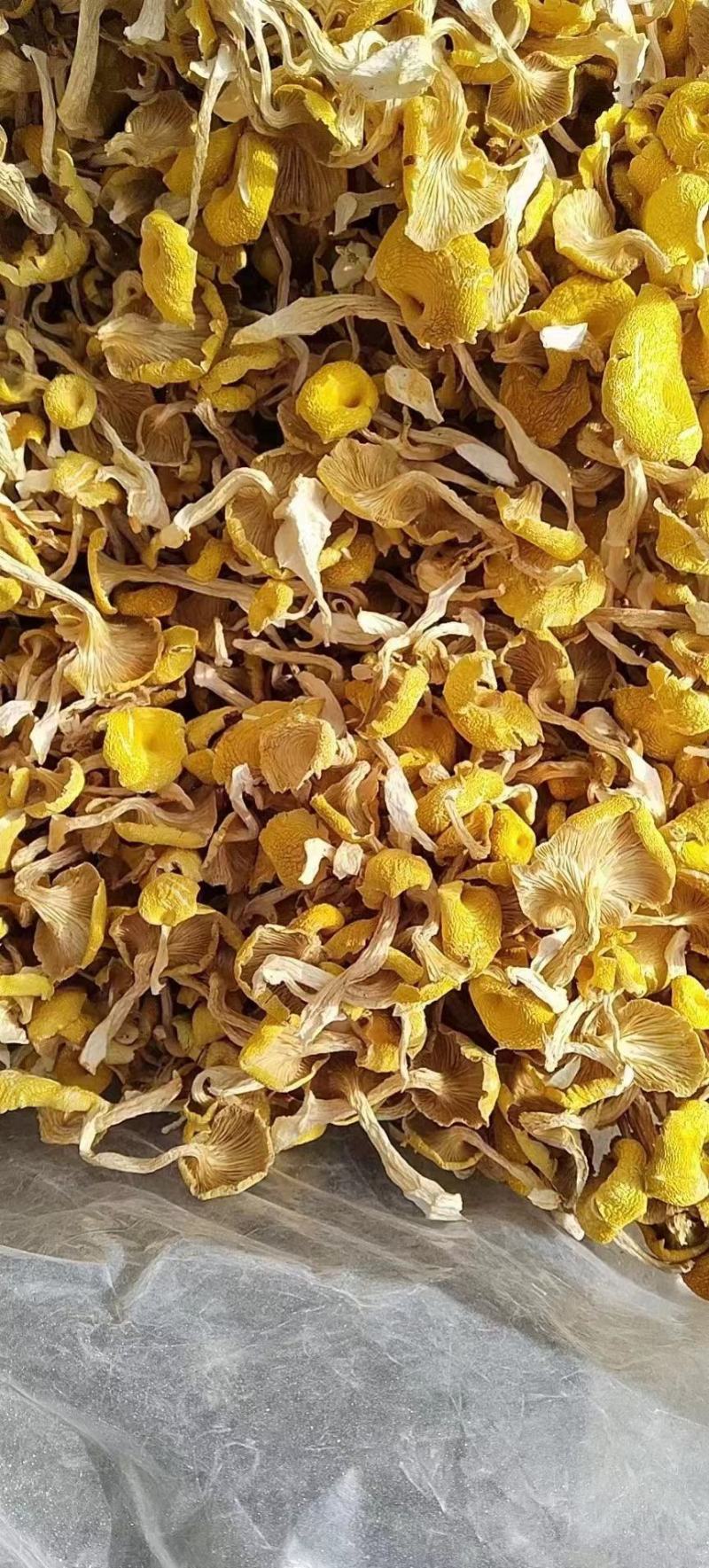菌菇干货鸡油菌产地直销榆黄蘑单根蘑菇黄金菇2-3根批发