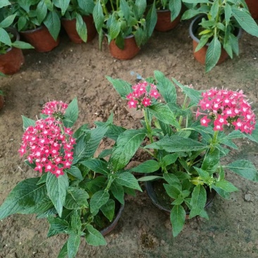 繁星花，基地直销，大量供应，可实地看货，一手货源。