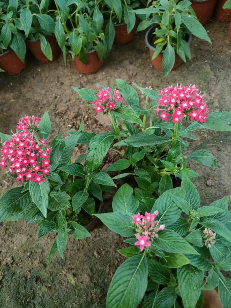 繁星花，基地直销，大量供应，可实地看货，一手货源。