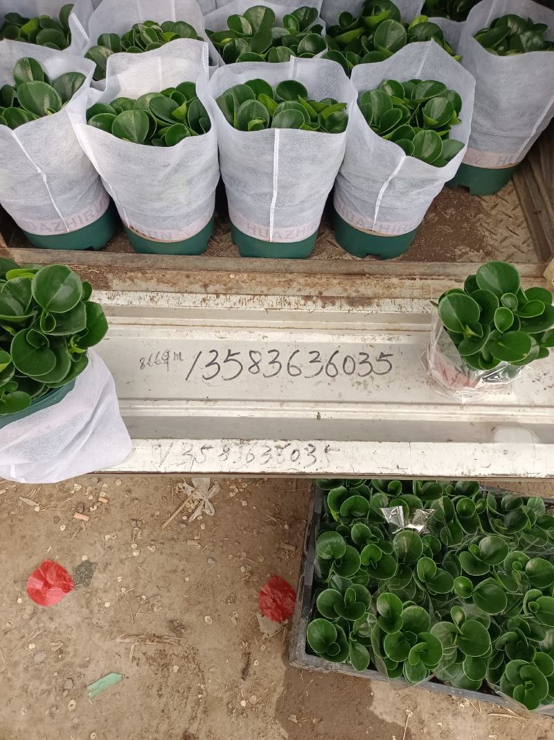 碧玉，基地直销，大量供应，可实地看货，一手货源。