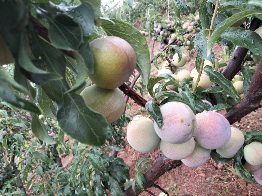 半边红李子特写