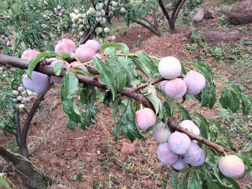 半边红李子果园