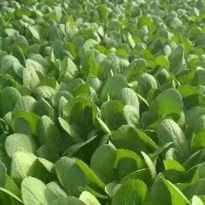 山东曹县精品小油菜快菜，质量保证，上海青欢迎采购诚信