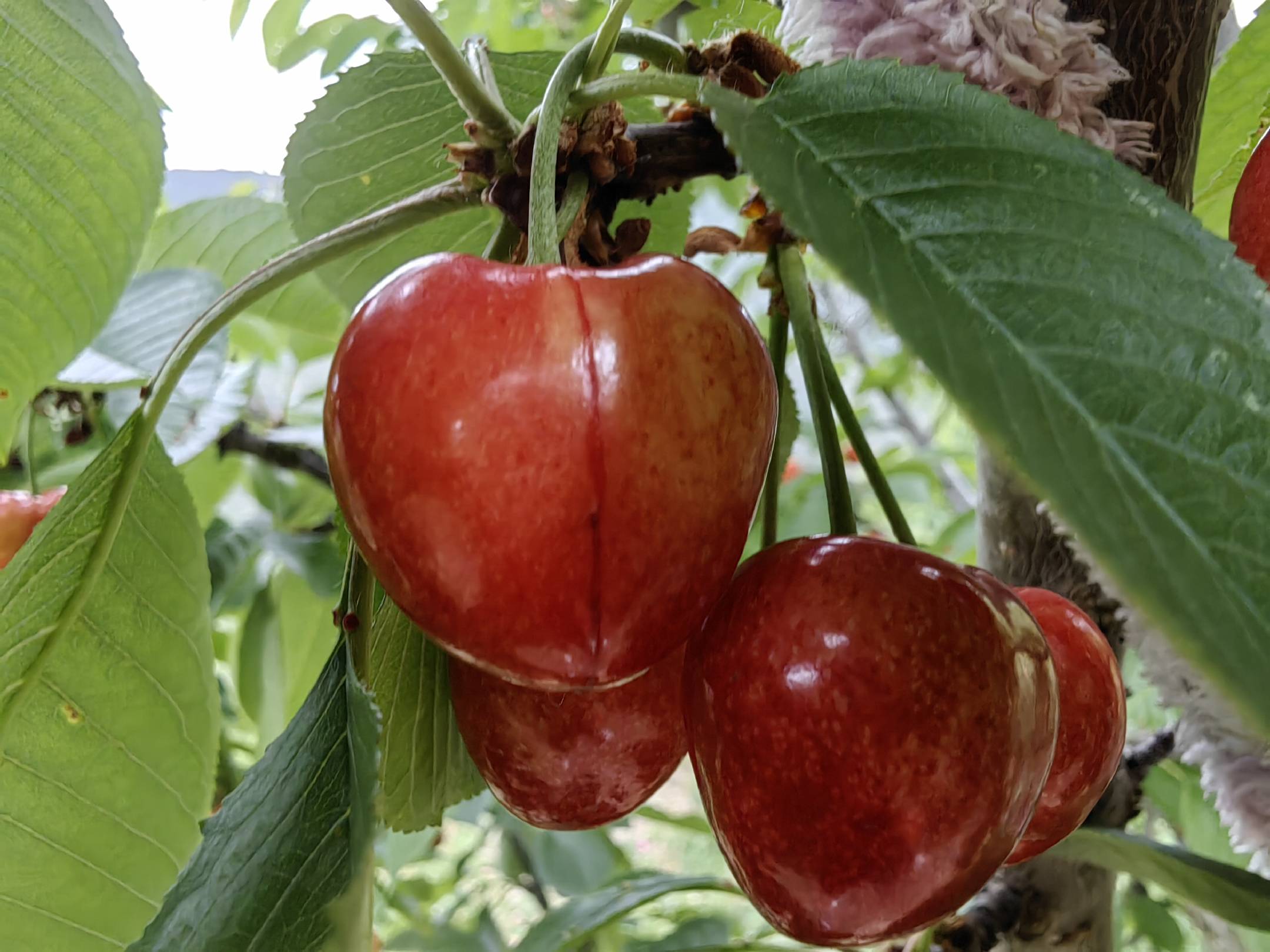 车厘子与圣诞装饰搭配的场景图