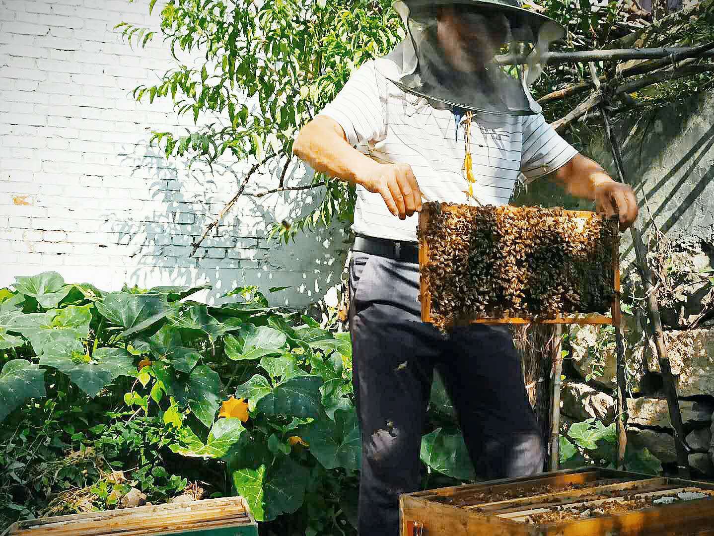 养蜂人在秋季蜂场检查蜂箱