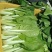 山东精品上海青小油菜快菜诚信合作欢迎看货洽谈！！