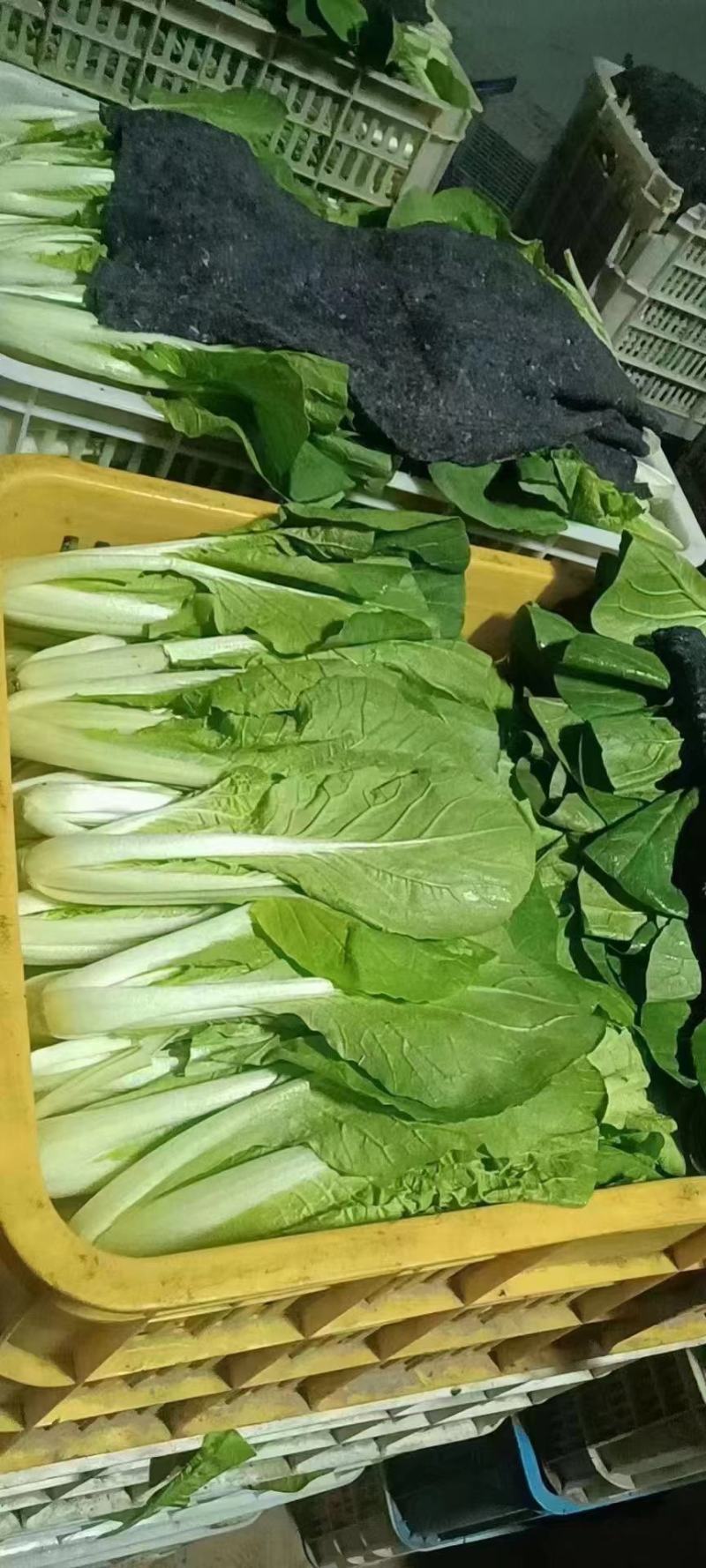 山东精品上海青小油菜快菜诚信合作欢迎看货洽谈！！