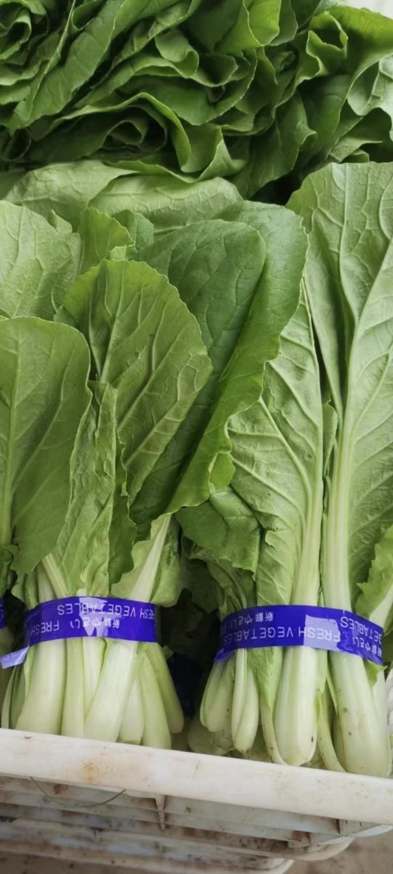 山东精品上海青小油菜快菜诚信合作欢迎看货洽谈！！