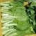 山东曹县小白菜油菜大量供应质量保证，诚信合作欢迎洽谈