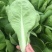 山东曹县小白菜油菜大量供应质量保证，诚信合作欢迎洽谈