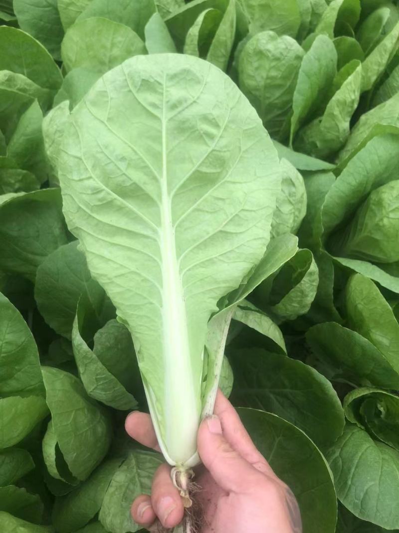山东曹县小白菜油菜大量供应质量保证，诚信合作欢迎洽谈