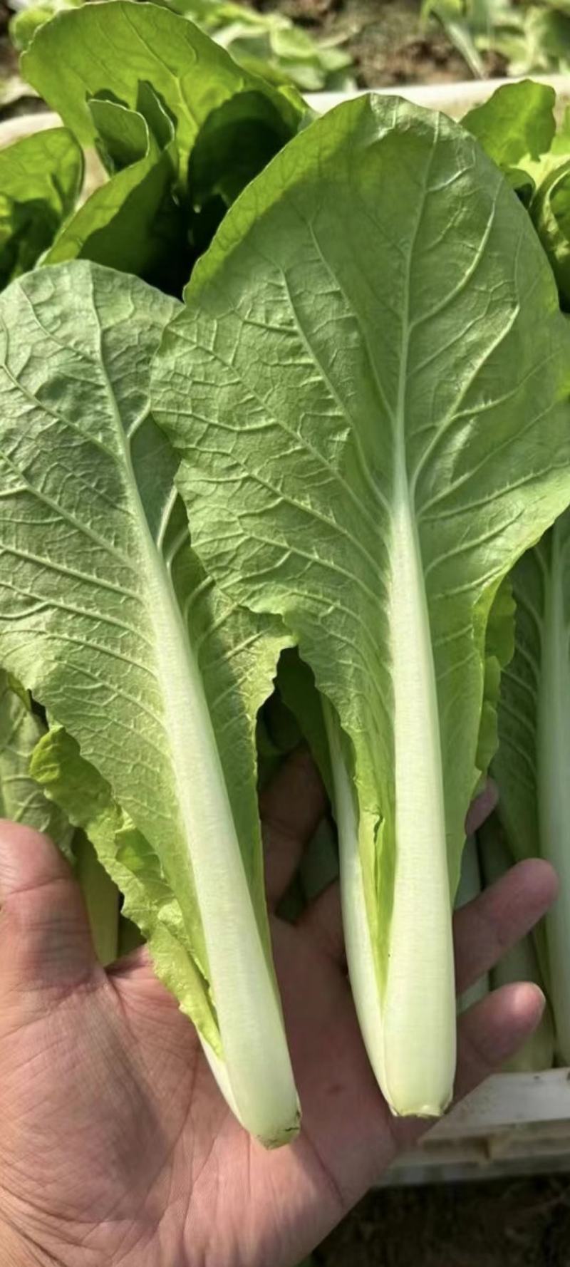 山东曹县小白菜油菜大量供应质量保证，诚信合作欢迎洽谈