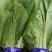 山东曹县小白菜油菜大量供应质量保证，诚信合作欢迎洽谈
