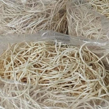 鱼腥草折耳根
