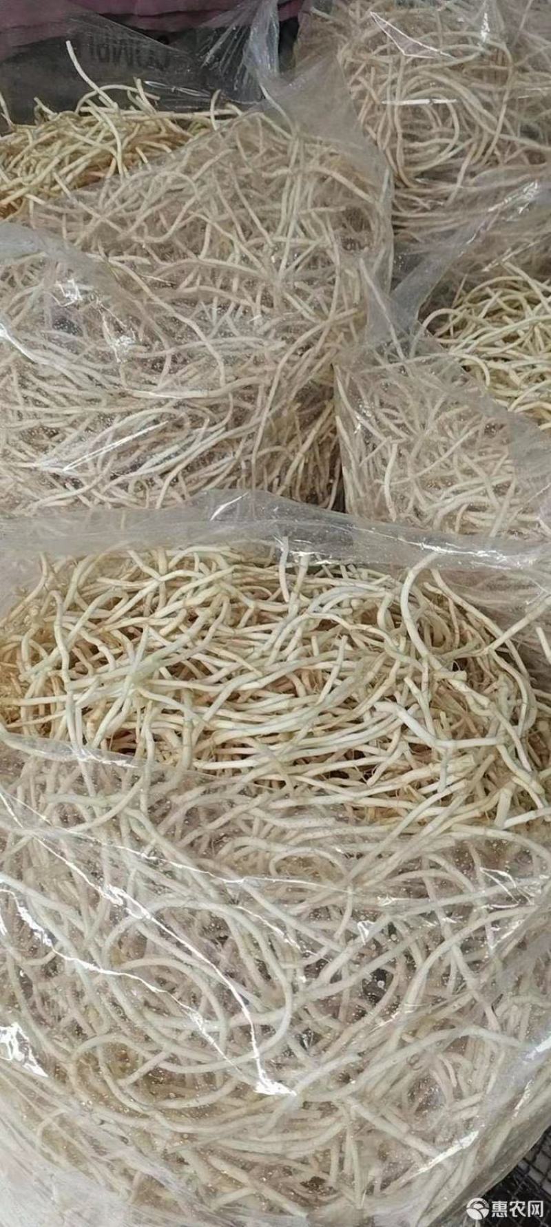 鱼腥草折耳根