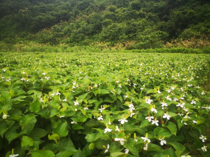 鱼腥草折耳根
