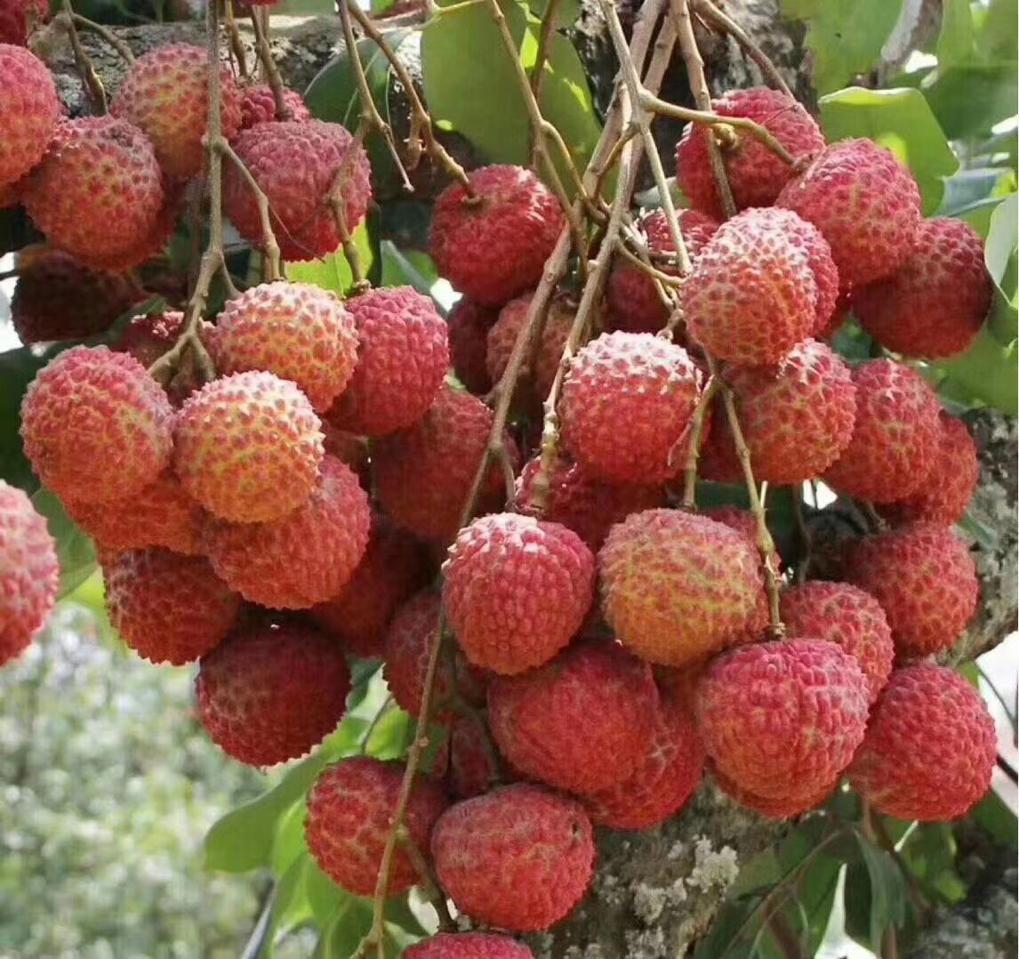 高州大井桂味荔枝在市场中受到消费者热烈欢迎,成为高端水果代表 高州大井桂味荔枝市场销售场景