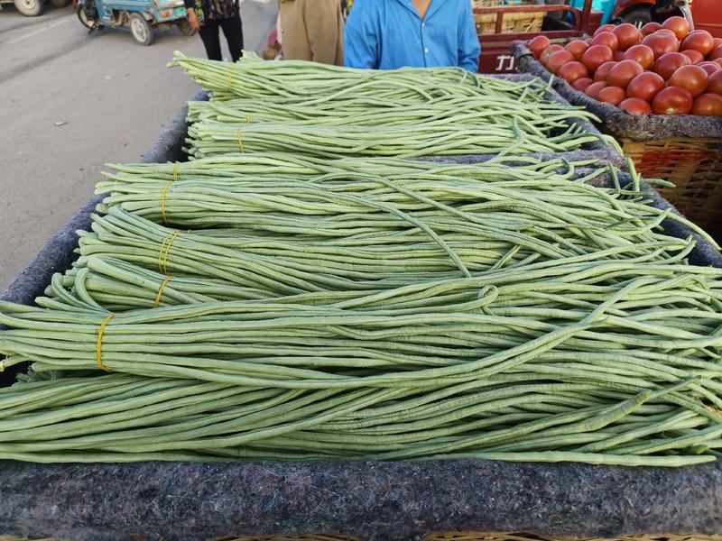 济南曲堤精品长豆角产地发货大量上市欢迎采购