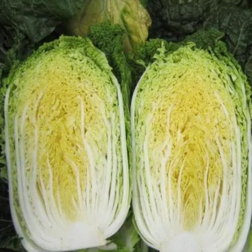 湖南岳阳黄心白菜大量现货保质保量全国代发欢迎选购