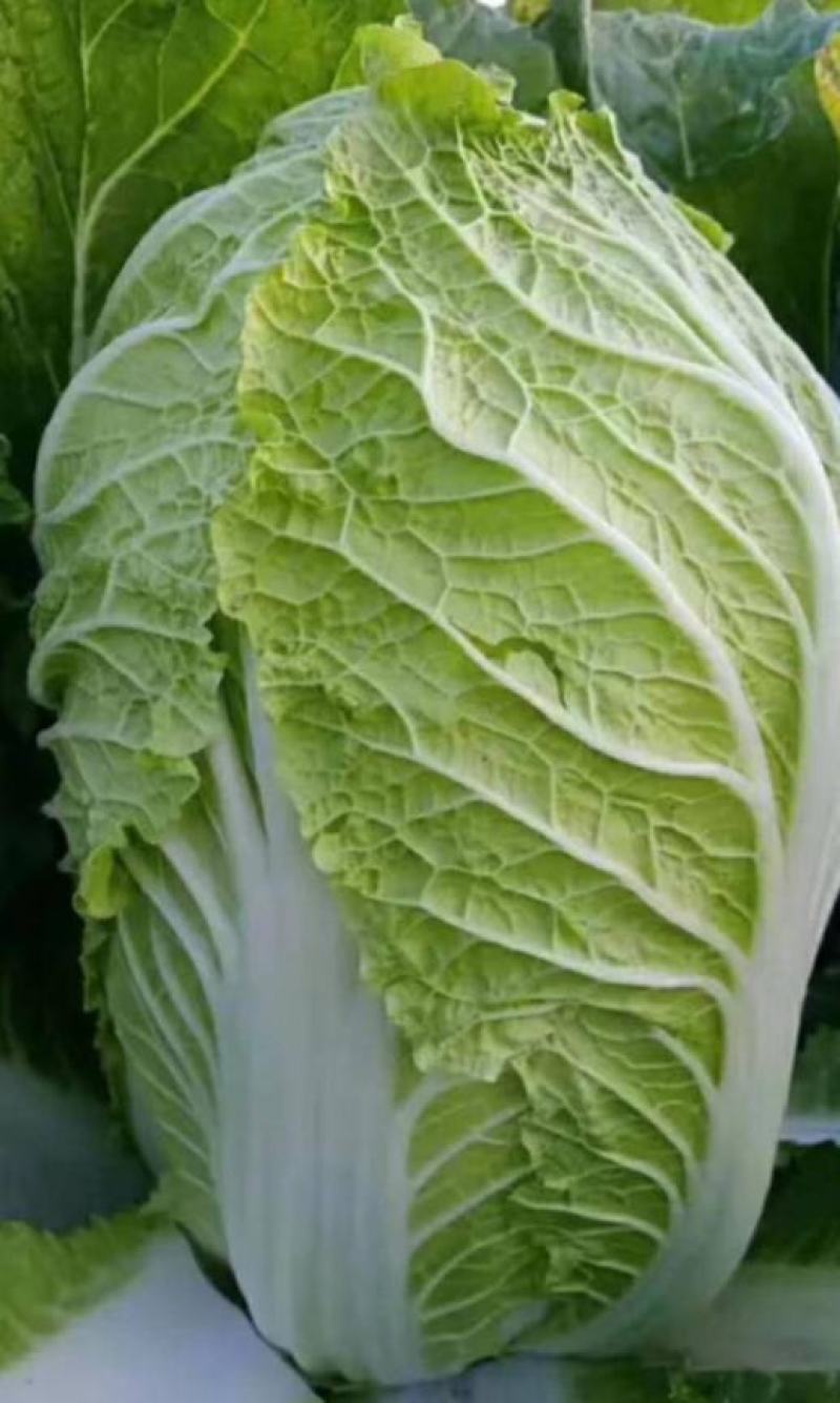 湖南岳阳黄心白菜大量现货保质保量全国代发欢迎选购