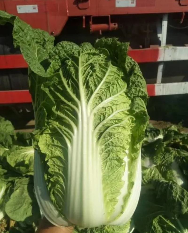 湖南岳阳黄心白菜大量现货保质保量全国代发欢迎选购
