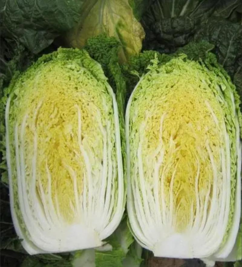 湖南岳阳黄心白菜大量现货保质保量全国代发欢迎选购