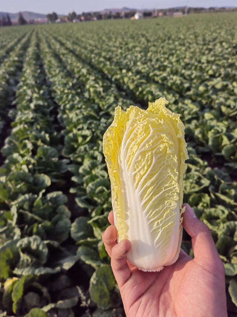 赤峰陆地精品娃娃菜