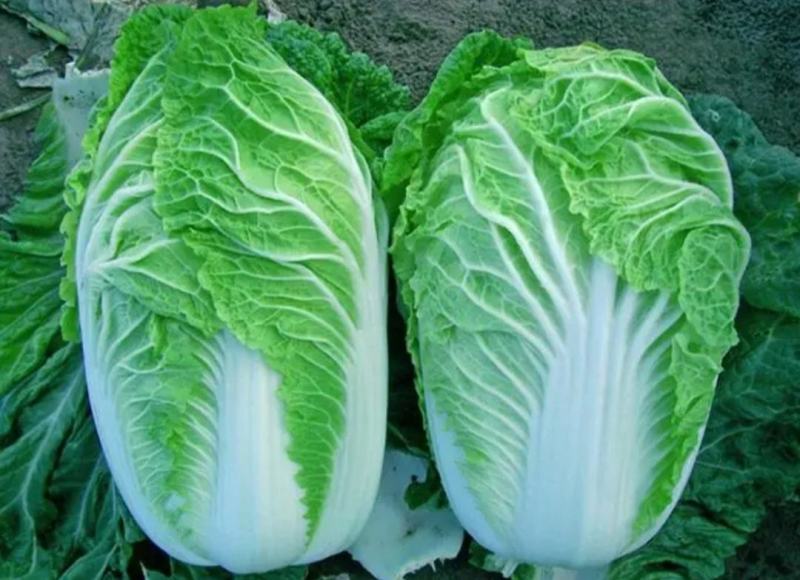 湖南岳阳黄心白菜大量现货保质保量全国代发欢迎选购