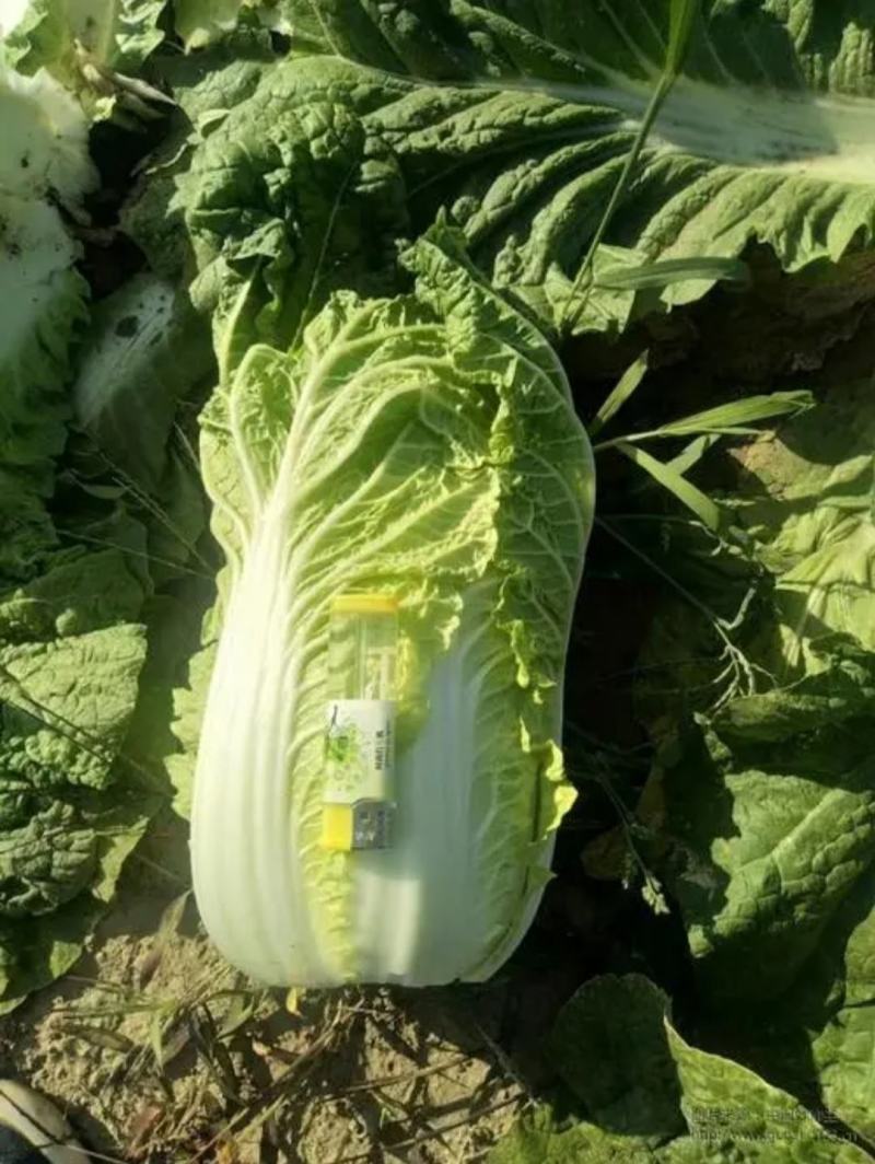 湖南岳阳黄心白菜大量现货保质保量全国代发欢迎选购
