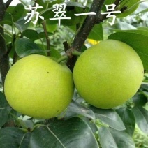 湖北酥梨苏翠一号翠玉翠冠口感清甜支持电商团购