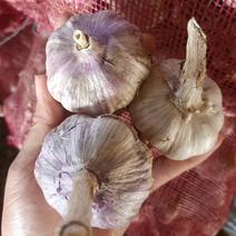 大名县紫皮蒜种，产量高，
