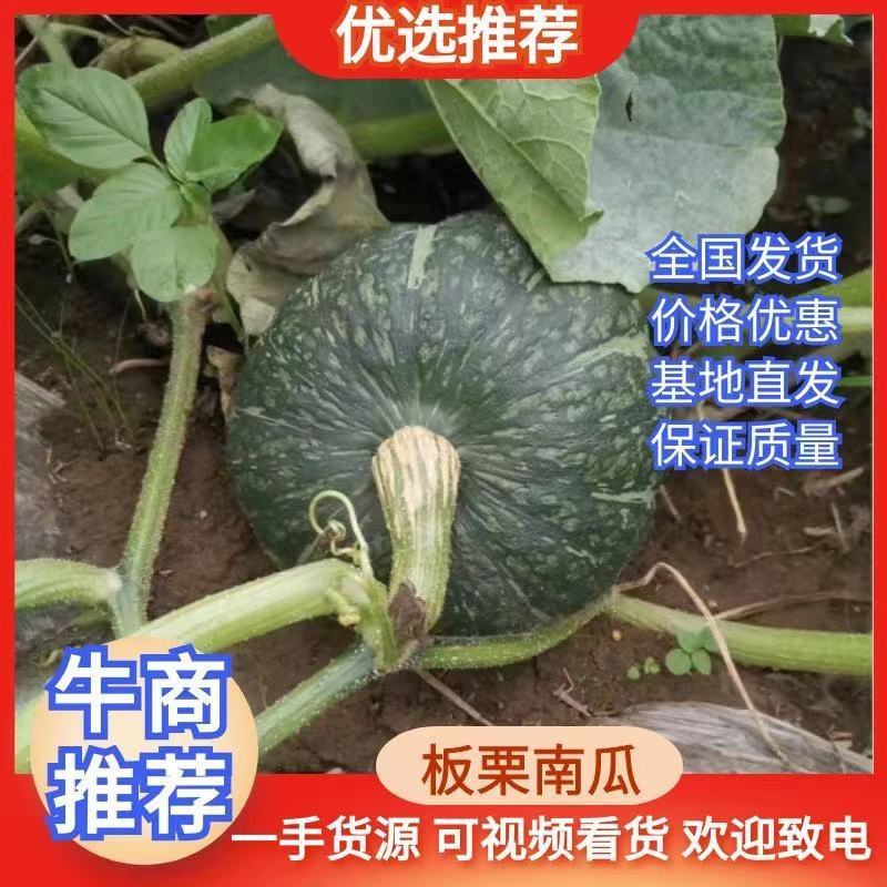 【推荐】板栗南瓜.贝贝.银栗.铁球.黄金瓜大量上市中