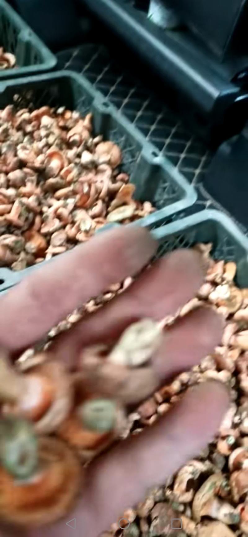 高山寒菌，懂的需要的可以来电，打听的、不懂行的勿扰