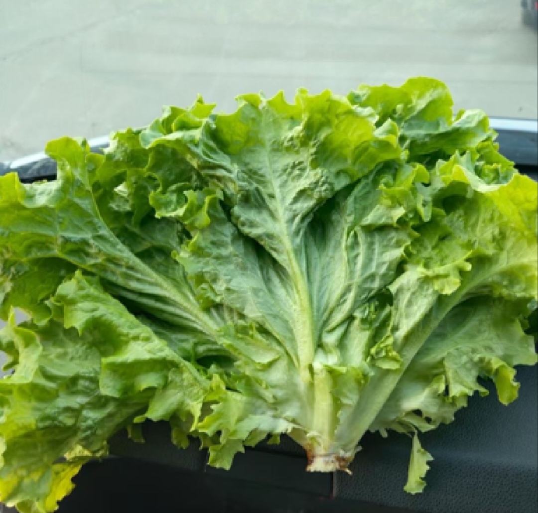 散叶生菜特写